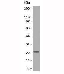 Anti-CD3e Antibody