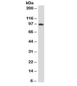 Anti-CD43 Antibody