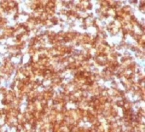 Anti-CD45RB Antibody