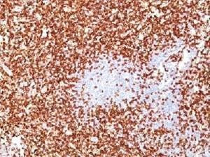 Anti-CD45RO Antibody Cocktail