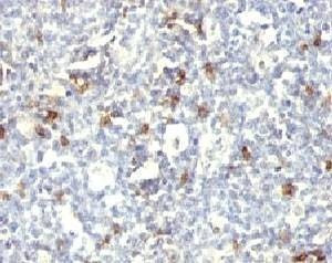 Anti-CD57 Antibody