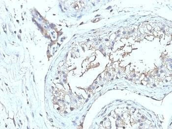 Anti-CD63 Antibody Cocktail