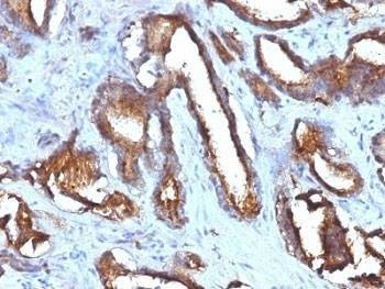Anti-CD63 Antibody Cocktail