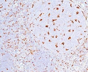 Anti-CD68 Antibody