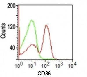 Anti-CD86 Antibody