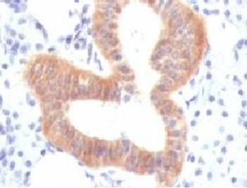 Anti-CD86 Antibody