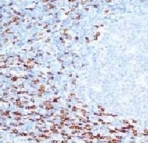 Anti-CD8a Antibody