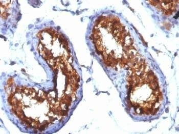 Anti-CD99 Antibody