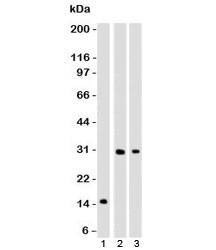 Anti-CELA3B Antibody