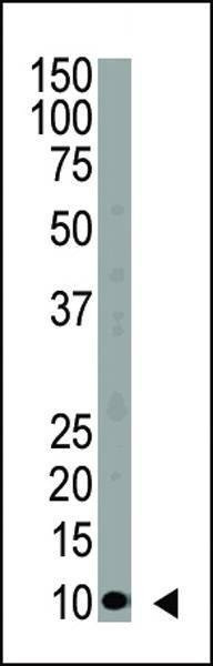 Anti-Ubiquitin (N-term) Antibody