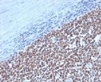 Anti-Cyclin B1 Antibody