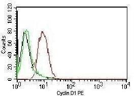 Anti-Cyclin D1 Antibody
