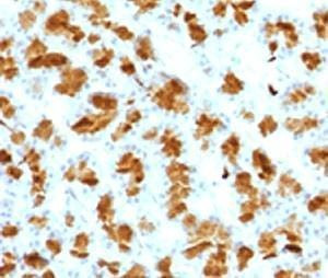 Anti-Elastase 3B Antibody