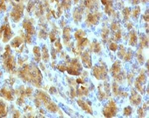 Anti-Elastase 3B Antibody