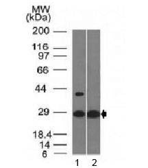 Anti-Erythropoietin / EPO Antibody