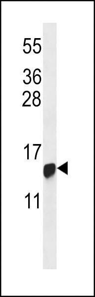 Anti-HIST1H2BG (N-term) Antibody