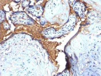 Anti-Glycophorin A Antibody