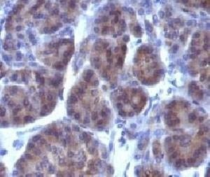 Anti-Golgi Marker Antibody