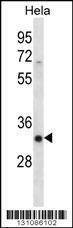 Anti-SFRS7 (N-term) Antibody