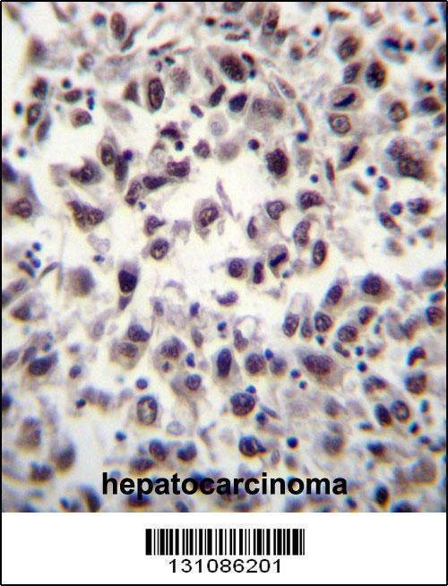 Anti-SFRS7 (N-term) Antibody