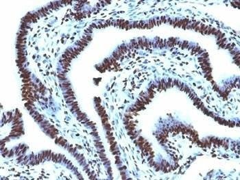 Anti-Histone Antibody