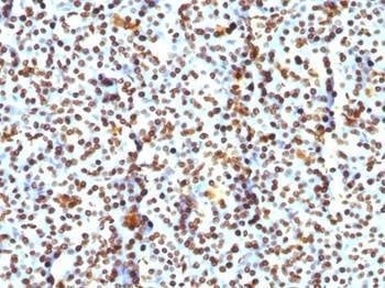 Anti-Histone Antibody
