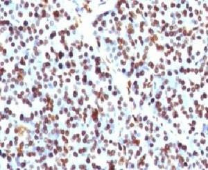 Anti-Histone H1 Antibody