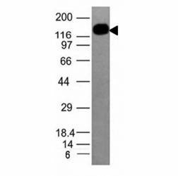 Anti-ICAM3 Antibody
