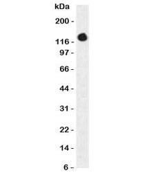 Anti-ICAM3 Antibody