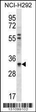 Anti-HAX1 (C-term) Antibody