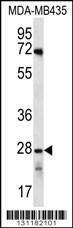 Anti-OR10AG1 (C-term) Antibody
