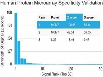 Anti-MCM7 Antibody