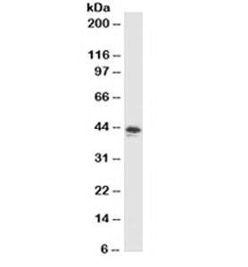 Anti-MFG-E8 Antibody