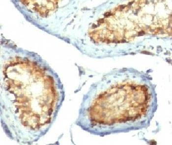 Anti-Mitochondrial Marker Antibody