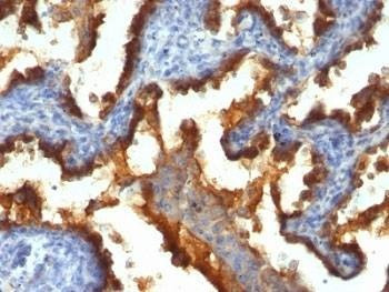 Anti-MUC1 Antibody