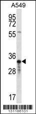 Anti-OR4F5 (N-term) Antibody