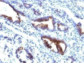 Anti-Mucin-3 Antibody