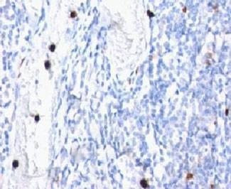 Anti-Monkey Myeloid Antibody