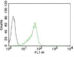 Anti-Nucleoli Marker Antibody