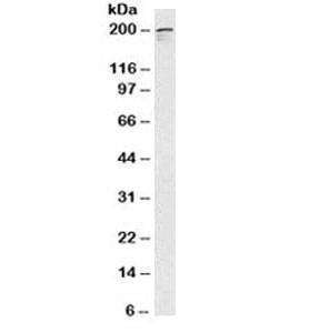 Anti-NuMA Antibody