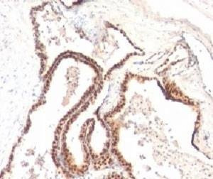 Anti-p27Kip1 Antibody