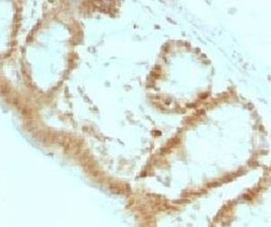 Anti-p27Kip1 Antibody