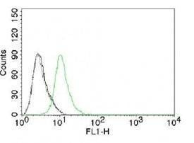 Anti-p27Kip1 Antibody