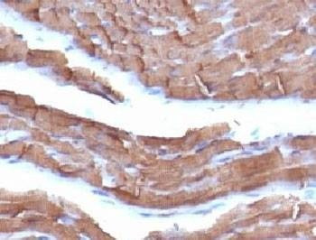 Anti-pan Muscle Actin Antibody