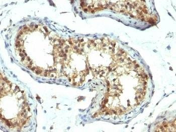 Anti-PAX7 Antibody