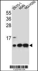 Anti-COX6B1 (C-term) Antibody