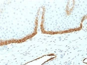 Anti-Podoplanin / gp36 Antibody
