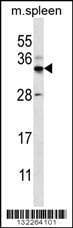 Anti-Mouse FOXI2 (Center) Antibody