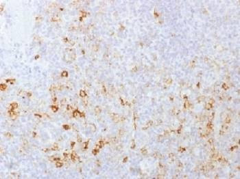 Anti-CD162 / PSGL-1 Antibody
