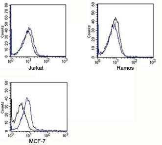 Rabbit IgG Isotype Control Polyclonal Antibody [APC Conjugated]